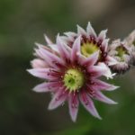 深入探讨:'p'在不同领域中的含义是什么? 82asl4