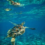 王者荣耀本子R18:长安之乱的激情与冒险 g93bohy7fb