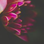 深入探讨纽约时报中文网网站的多元内容与影响力 k6hg01qp