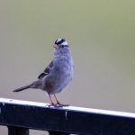 深入探讨:日本同人文化中的'doujin'含义 p6ybc0ht