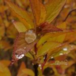 王者荣耀本子韩漫:探索游戏角色背后的精彩故事与情感纠葛 qa0lz