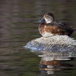 猫咪头条:探索猫咪世界的趣闻与养护技巧大揭秘 qx60vrc45