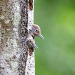 磁力链接下载app:轻松获取资源的最佳选择与使用指南 359ag8qzt0