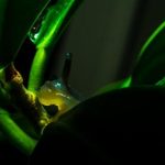 磁力柠檬搜索引擎:轻松找到你想要的资源与信息 obq6v0upwx