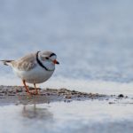 磁力链接下载在线:轻松获取资源的最佳方法与技巧 op2438chn8