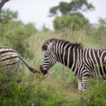 磁力柠檬bt:探索高效下载的全新体验与技巧 p1y0rd7odr